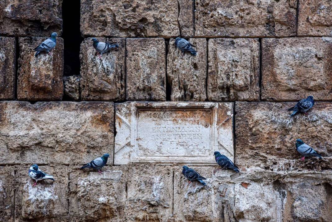 Güvercinleri sakın beslemeyin: Meğer çok tehlikeliymiş! Kimse bunu bilmiyordu, uzmanı detaylarıyla anlattı 15